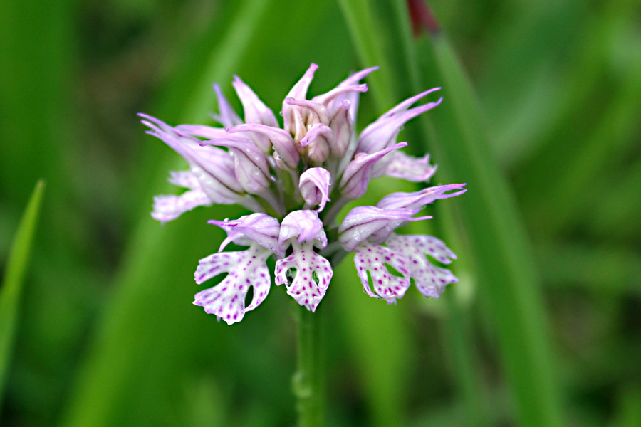 Neotinea tridentata, Faentino (RA)